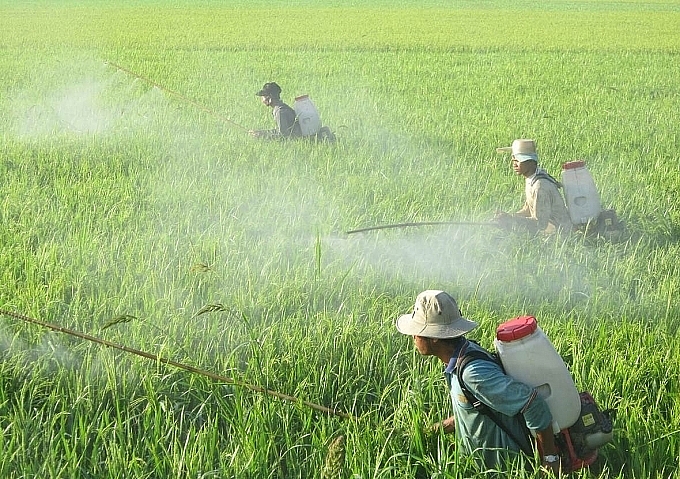 Thiếu phương tiện bảo hộ, thiếu kiến thức an toàn, vệ sinh lao động ((ATVSLĐ),) nên lao động nông nghiệp thường mắc bệnh nghề nghiệp mà không hay biết. Ảnh: P.V