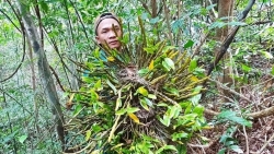 Hiểm nguy thợ hái lan rừng