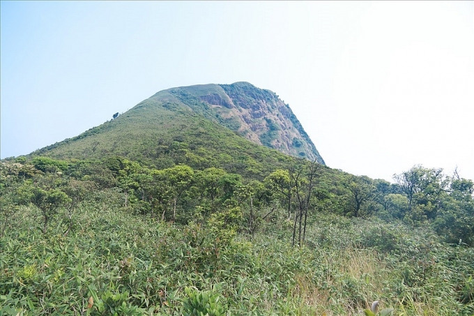 Hiểm nguy thợ hái lan rừng