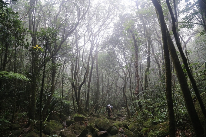 Hiểm nguy thợ hái lan rừng