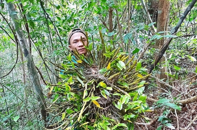 Hiểm nguy thợ hái lan rừng