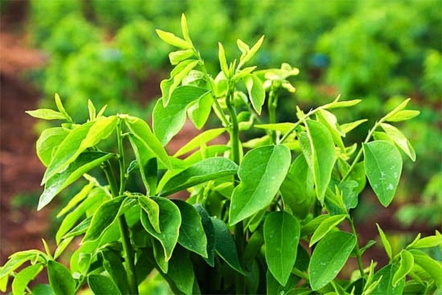 Rau ngót rất tốt nhưng có nên ăn hằng ngày không?