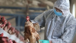 Việt Nam ghi nhận ca nhiễm cúm A/H5 trên người sau nhiều năm không xuất hiện