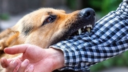 Một thợ xây tử vong vì bệnh dại sau khi giết mổ chó