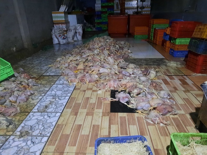 Phát hiện cơ sở giết mổ hơn 2 tấn gà chết làm giò chả ở Đồng Nai
