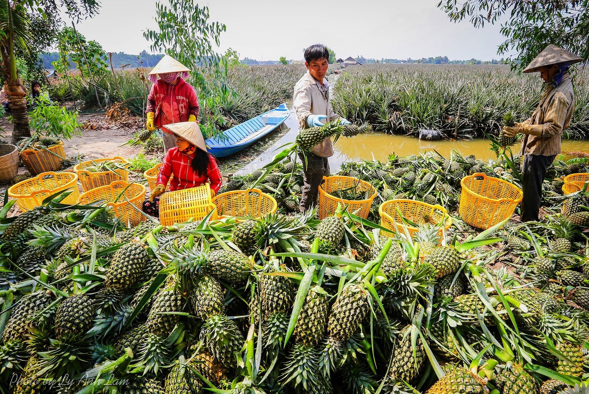 Biến đổi khí hậu ở đồng bằng Sông Cửu  Long: “Thích ứng” là chìa khóa để tồn tại