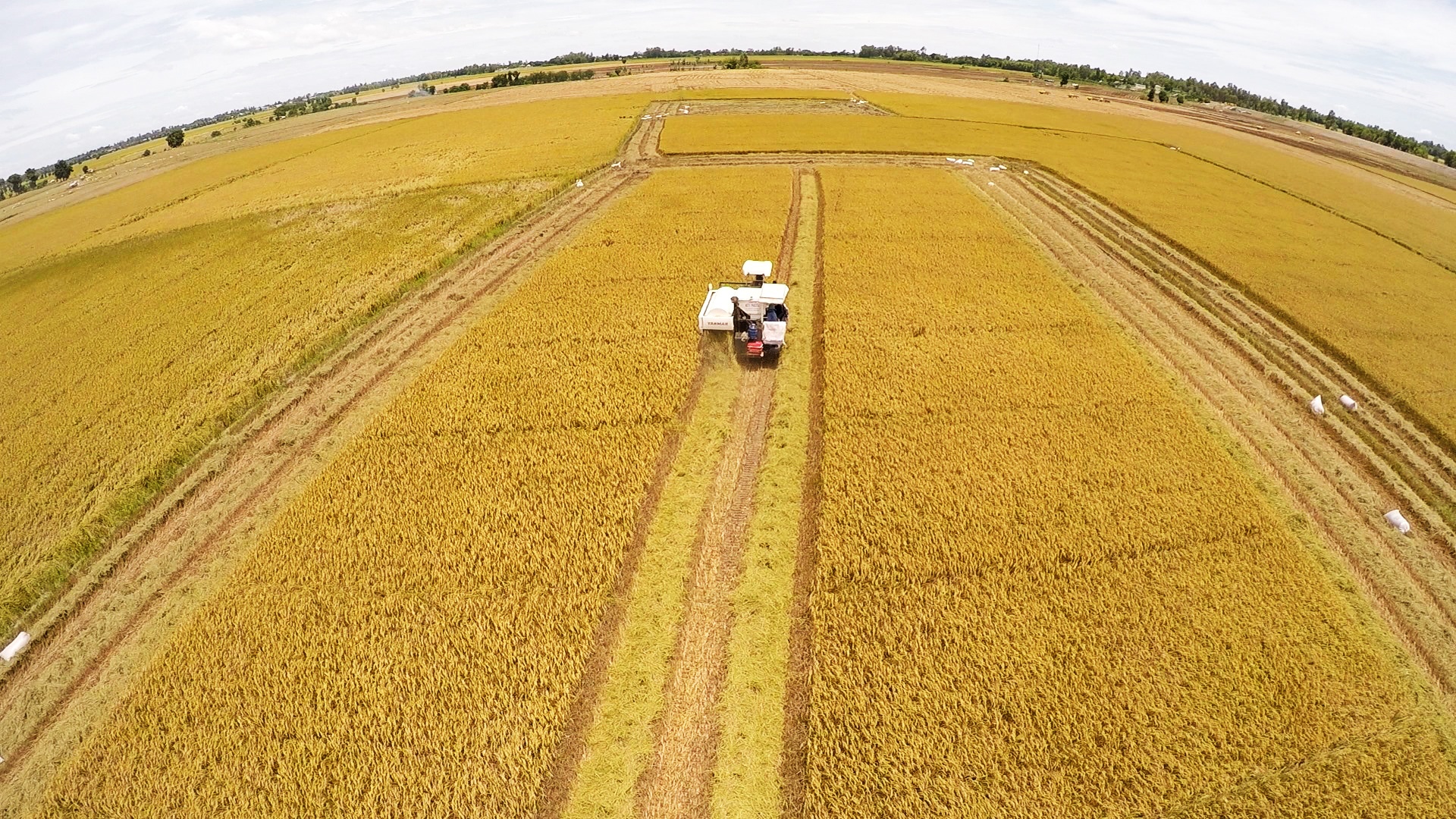 Biến đổi khí hậu ở đồng bằng Sông Cửu  Long: “Thích ứng” là chìa khóa để tồn tại