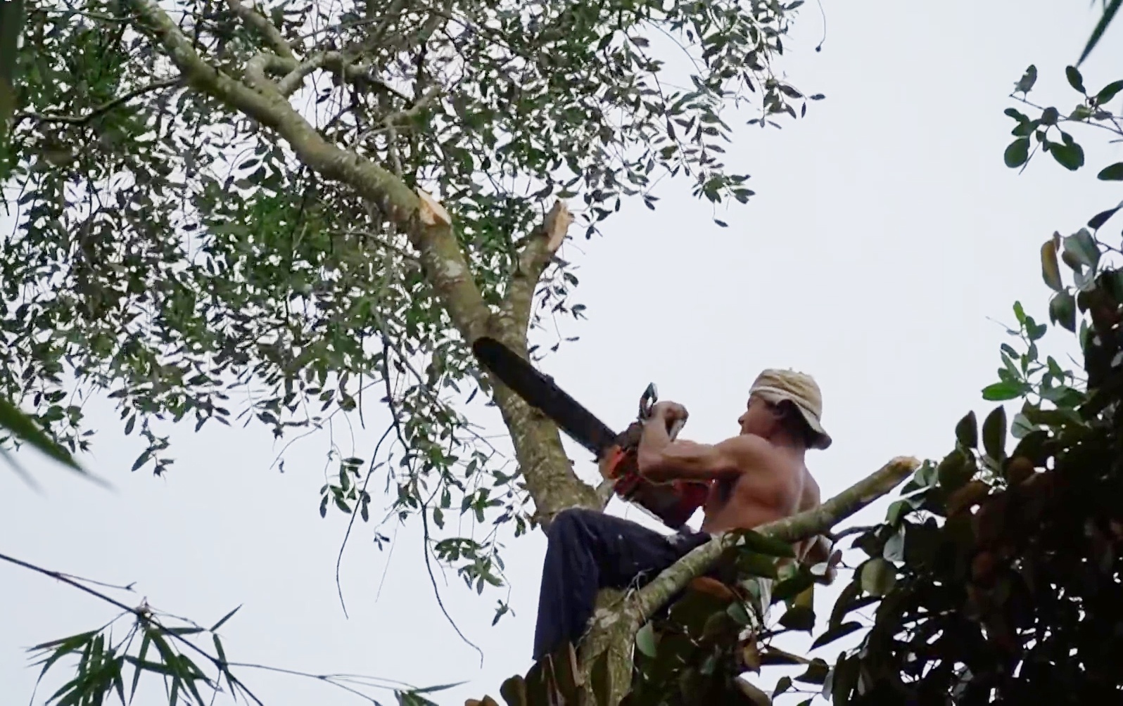 Gian nan phận nghề của những “vua khỉ” ở miền Tây