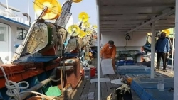 Sửa nhiều quy định bất cập cho thuyền viên làm việc trên tàu biển