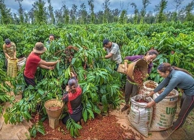 Ăn Tết với cà phê