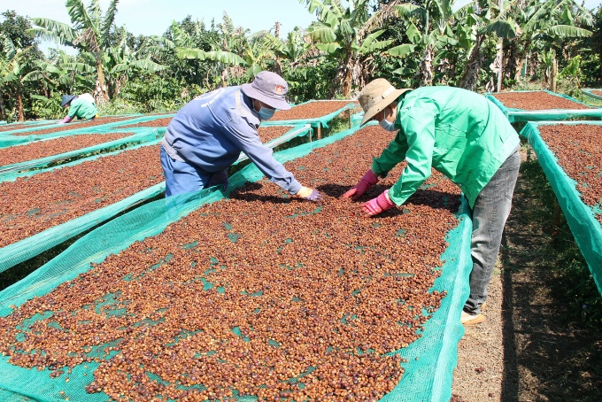 Ăn Tết với cà phê