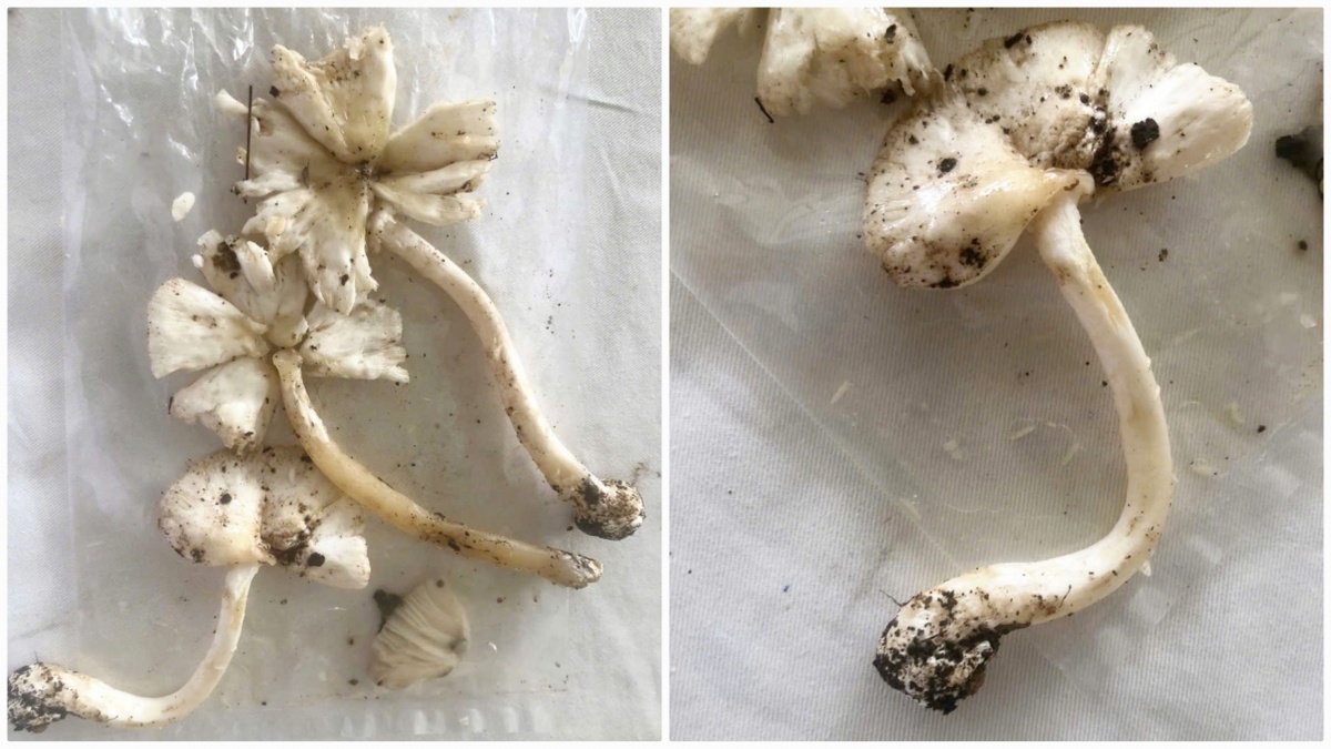 Liên tiếp các ca ngộ độc nấm nhập viện, thậm chí tử vong