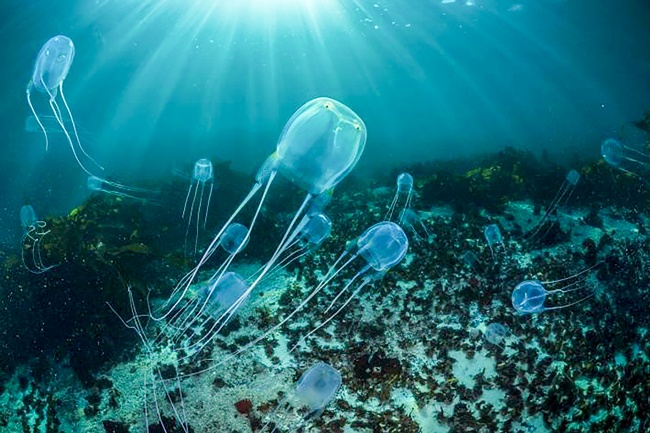 Viêm da tiếp xúc do Sứa biển: Cách nhận biết và sơ cứu đúng cách