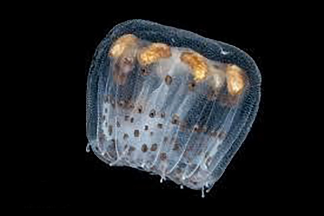 Viêm da tiếp xúc do Sứa biển: Cách nhận biết và sơ cứu đúng cách