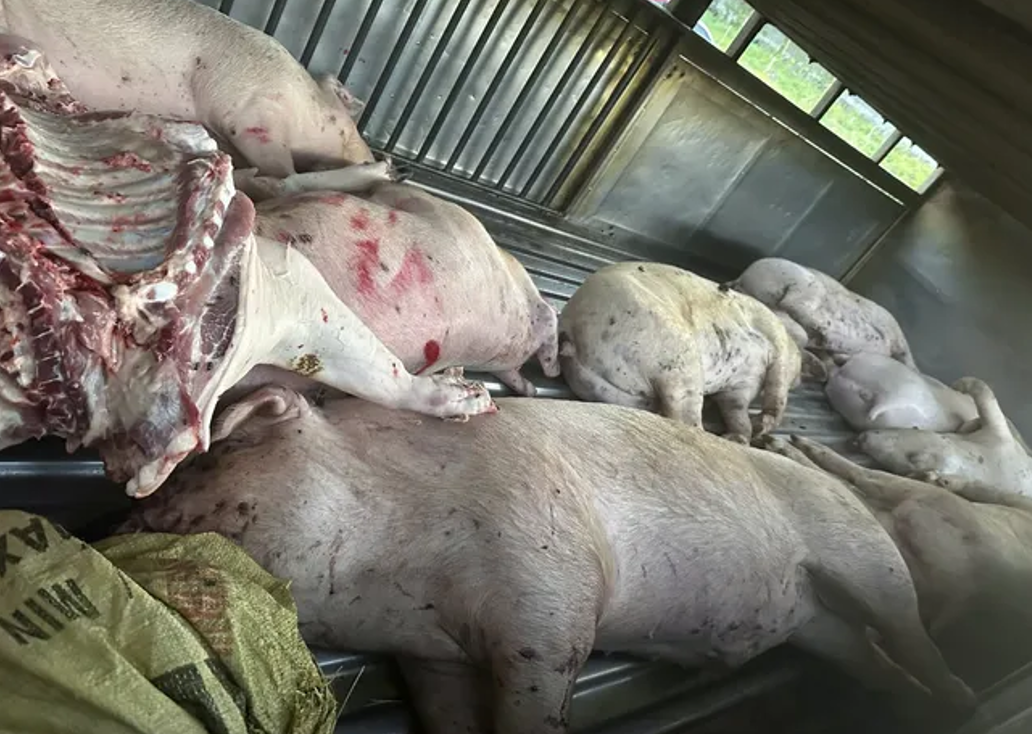 Lợn nhiễm bệnh vẫn đi tiêu thụ, người tiêu dùng làm gì để phòng tránh?