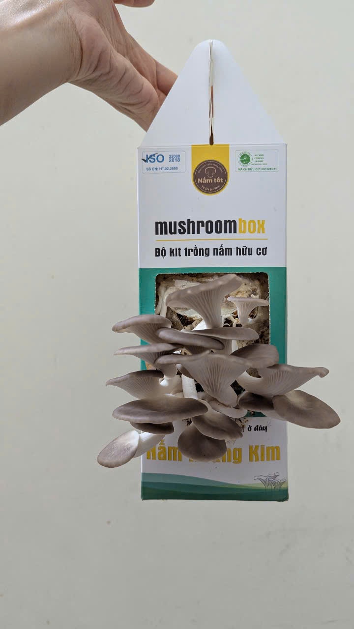 Trẻ em hóa “nông dân - doanh nhân - đầu bếp” với mô hình trồng nấm sạch tại nhà