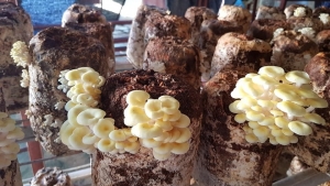 Nấm "bẩn" bủa vây: Chuyên gia chỉ cách nhận biết nấm sạch, nấm hóa chất