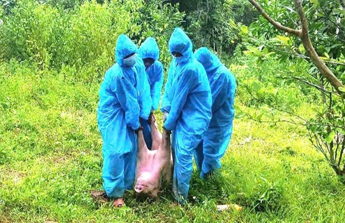 Dịch tả lợn châu Phi bùng phát ở Quảng Trị, cách chọn thịt lợn an toàn