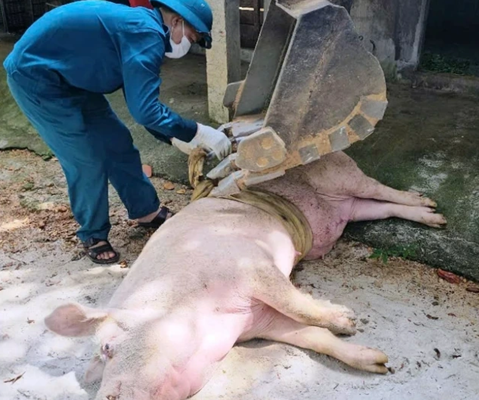 Dịch tả lợn châu Phi bùng phát ở Quảng Trị, cách chọn thịt lợn an toàn