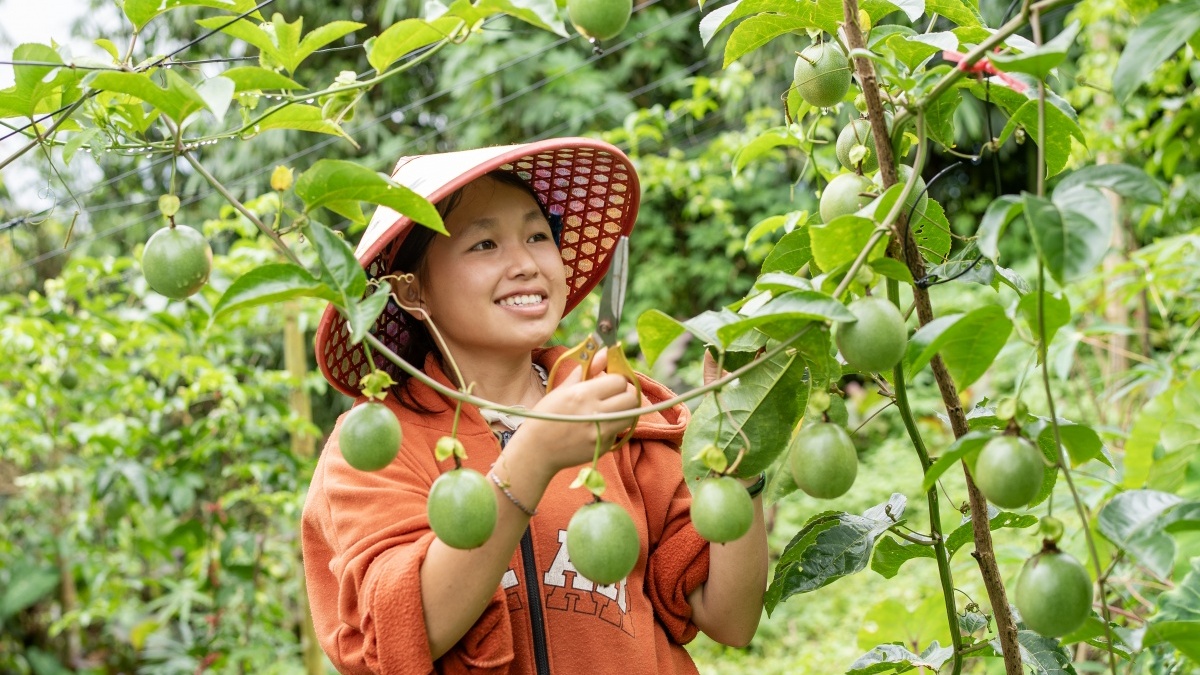 Từ câu chuyện giàn chanh leo của Hoa đến hành trình làm chủ cuộc sống của thanh niên Lai Châu