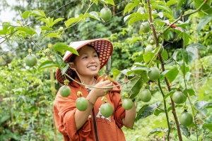 Từ câu chuyện giàn chanh leo của Hoa đến hành trình làm chủ cuộc sống của thanh niên Lai Châu