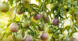 Xuất khẩu rau quả sang Trung quốc giảm sâu, kéo xuất khẩu rau quả cả nước giảm theo